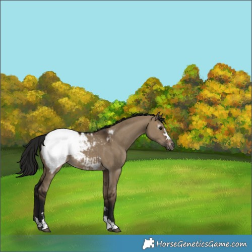 Horse Color:Gray Bay Dun Appaloosa 