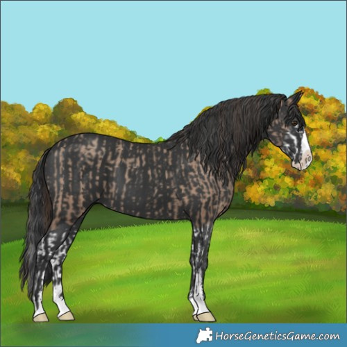 Horse Color:Classic Champagne Splash and Black Sabino Splash