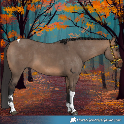 Horse Color:Bay Dun Tobiano 