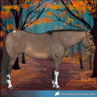 Horse Color:Bay Dun Tobiano 