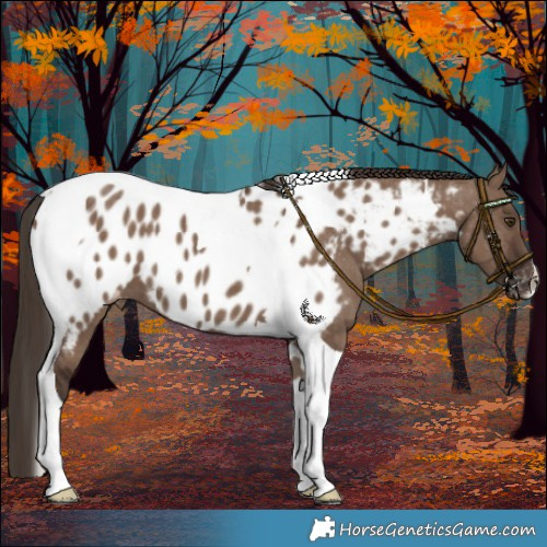 Horse Color:Liver Red Dun Tobiano Appaloosa 