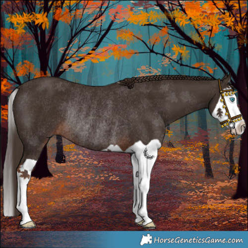 Horse Color:Liver Chestnut Splash Rabicano 