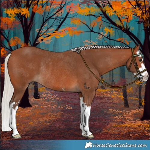 Horse Color:Silver Brown Splash Rabicano