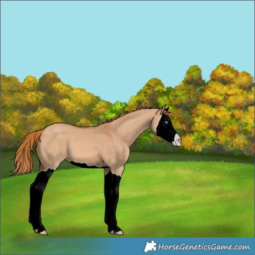 Horse Color:Red Dun Splash 