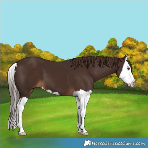 Horse Color:Liver Chestnut Splash