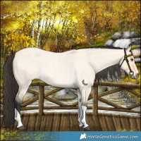 Horse Color:Buckskin Roan Dun Tobiano 