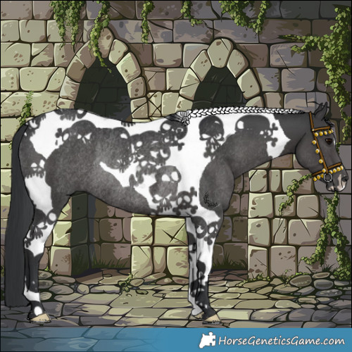 Horse Color:Black Tobiano Rabicano 