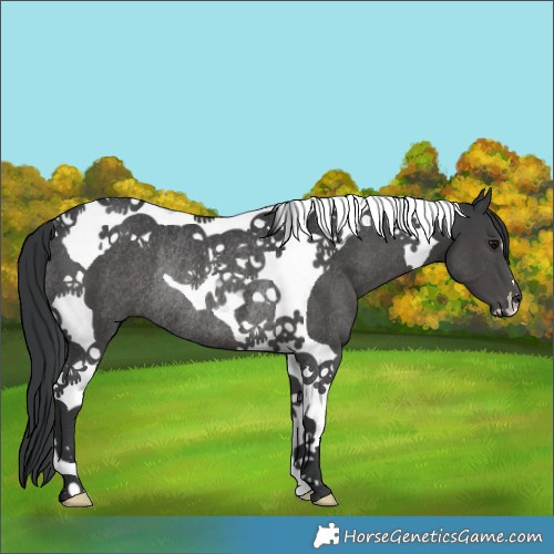 Horse Color:Black Tobiano Rabicano 