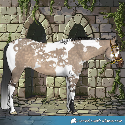 Horse Color:Brown Dun Sabino Tobiano 