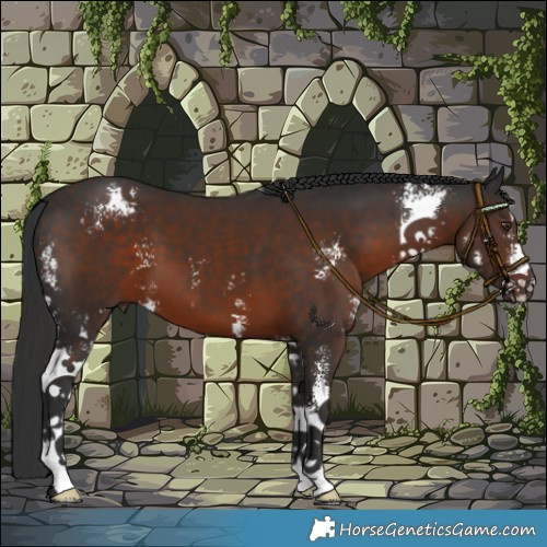 Horse Color:Liver Chestnut Sabino 