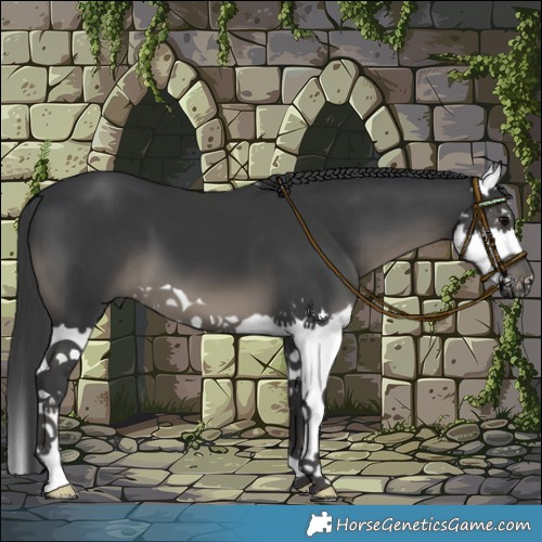 Horse Color:Black Splash 