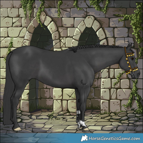 Horse Color:Black 