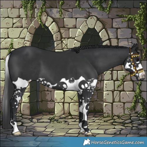 Horse Color:Black Splash