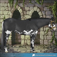 Horse Color:Black Splash 