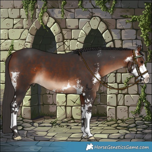 Horse Color:Bay Sabino 