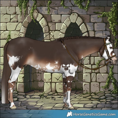 Horse Color:Liver Chestnut Sabino Splash 