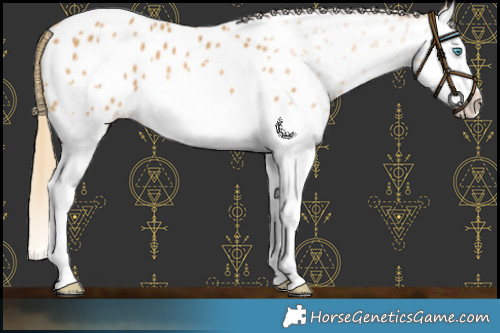 Horse Color:Palomino Splash Appaloosa 