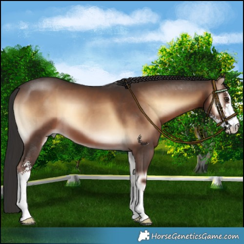Horse Color:Liver Red Onyx Sabino 