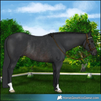 Horse Color:Brown Mushroom Rabicano