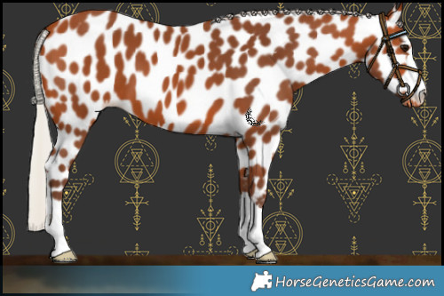 Horse Color:Silver Bay Appaloosa 