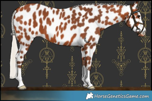 Horse Color:Silver Bay Leopard 