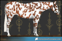 Horse Color:Silver Bay Leopard 