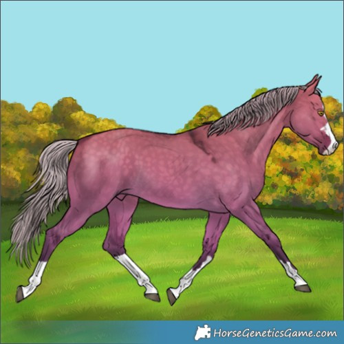 Horse Color:Silver Buckskin Dun 