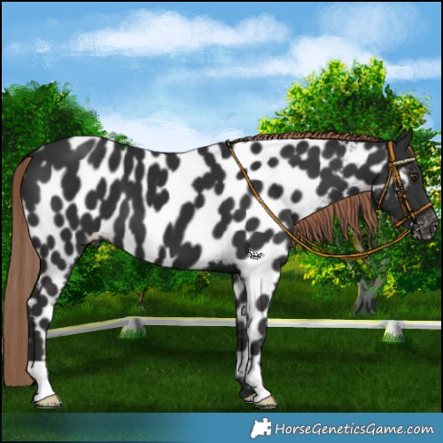 Horse Color:Liver Chestnut Appaloosa 