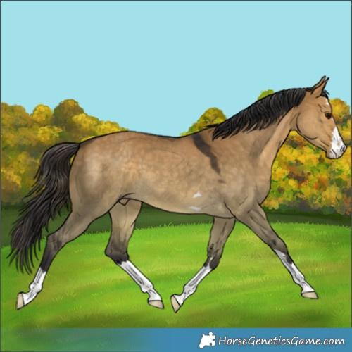 Horse Color:Buckskin Dun 