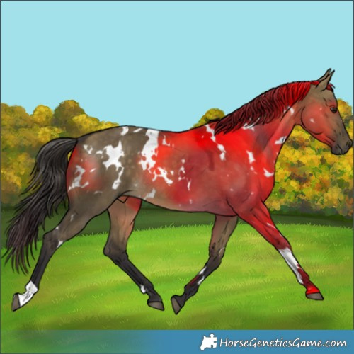 Horse Color:White Spotted Buckskin Dun 