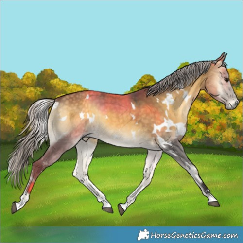 Horse Color:White Spotted Silver Buckskin Onyx 