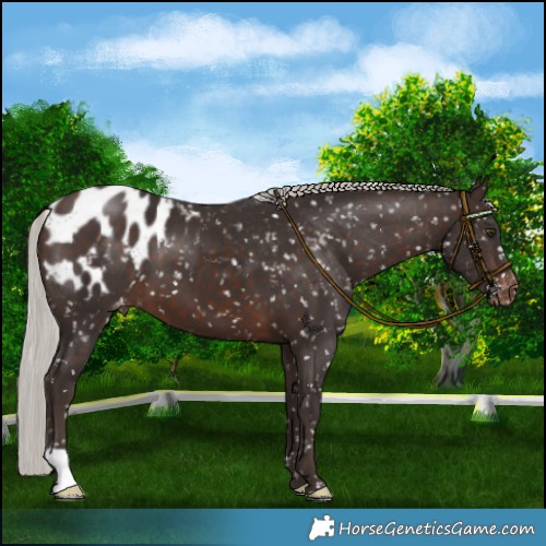 Horse Color:Silver Brown Appaloosa