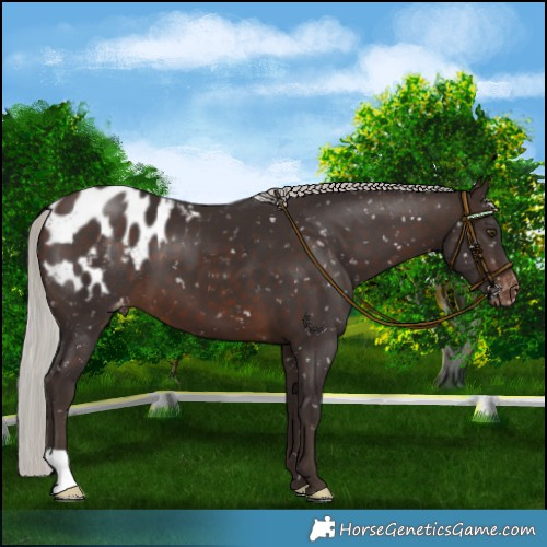 Horse Color:Silver Brown Appaloosa