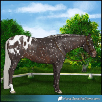 Horse Color:Silver Brown Appaloosa
