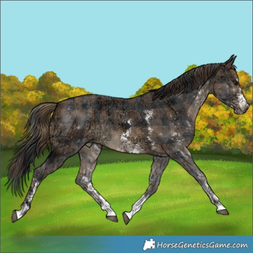 Horse Color:Plaid  Brown Ice Sabino 