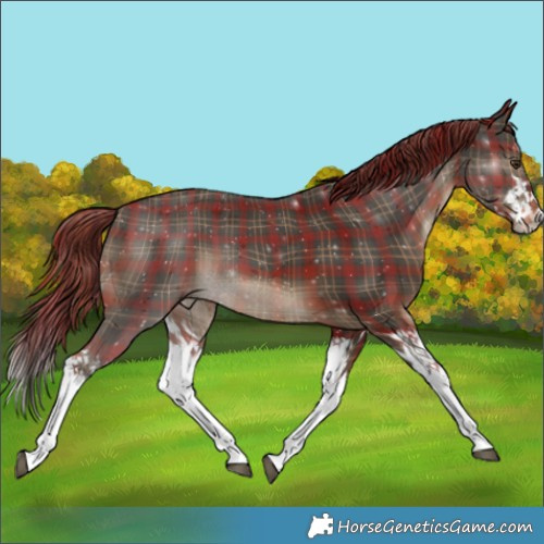 Horse Color:Plaid  Liver Chestnut Splash 