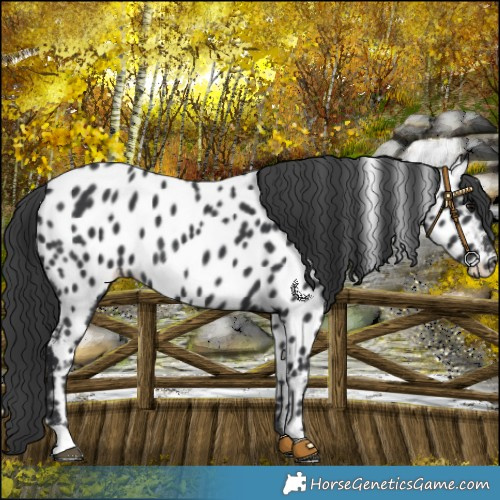 Horse Color:Black Near Leopard 