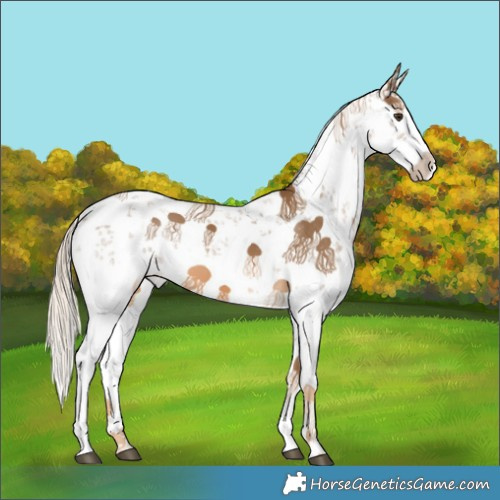 Horse Color:White Spotted Chocolate Palomino Sabino Splash 