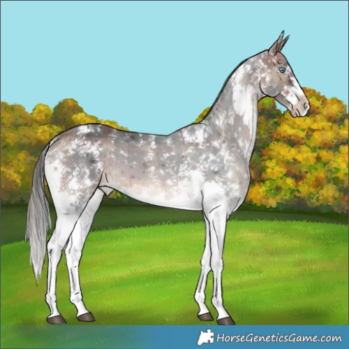 Horse Color:Plaid  Brown Sabino Splash 