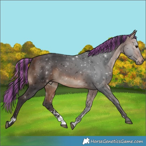 Horse Color:Painted Bay Sabino 