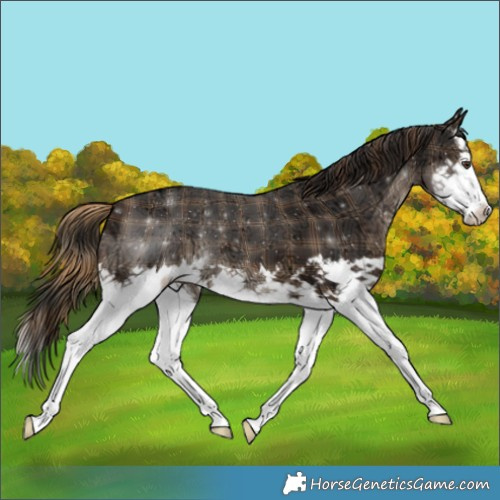Horse Color:Plaid  Liver Chestnut Ice Splash 