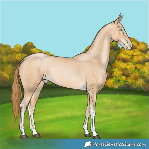 Horse Color:Buckskin Pearl Tobiano 