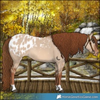 Horse Color:Red Dun Appaloosa 