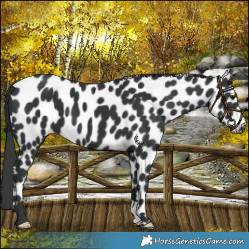 Horse Color:Black Leopard 