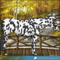 Horse Color:Black Leopard 
