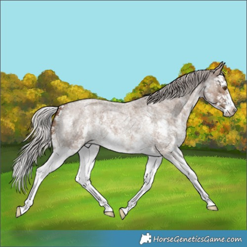 Horse Color:Silver Grullo Roan Sabino Splash 