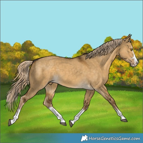 Horse Color:Chocolate Palomino Dun Splash Rabicano 