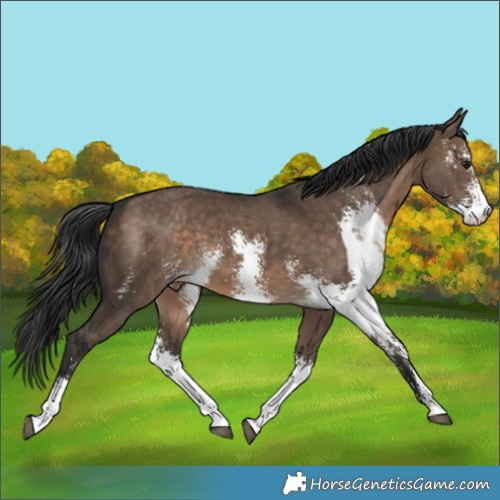 Horse Color:Brown Dun Sabino 