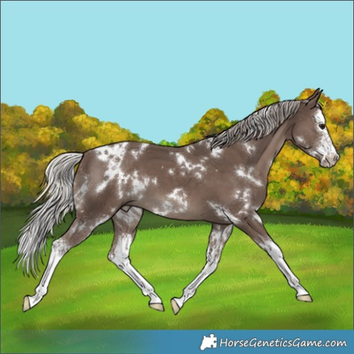 Horse Color:White Spotted Silver Black Sabino Splash 