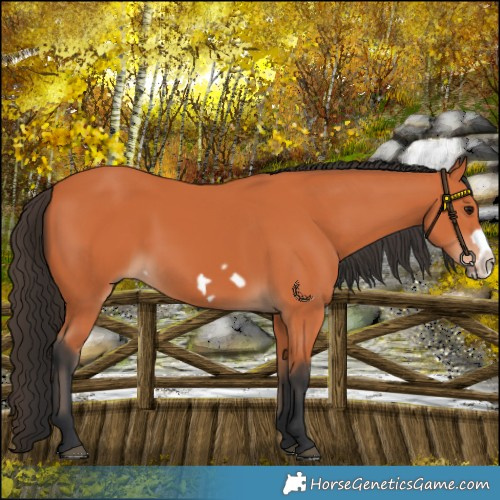 Horse Color:Bay Frame 